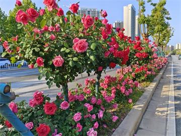 吉林玫瑰市花文化和月季景观