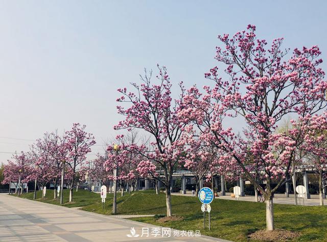 上海闵行有座公园 1357棵品种玉兰树惹人爱(图1)