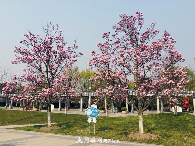 上海闵行有座公园 1357棵品种玉兰树惹人爱(图2)