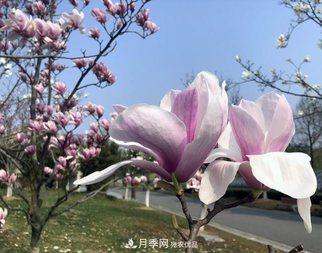 上海闵行有座公园 1357棵品种玉兰树惹人爱(图3)