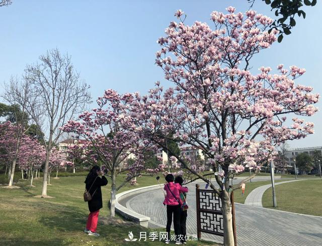 上海闵行有座公园 1357棵品种玉兰树惹人爱(图5)