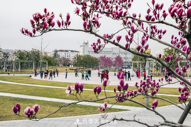 上海闵行有座公园 1357棵品种玉兰树惹人爱(图6)