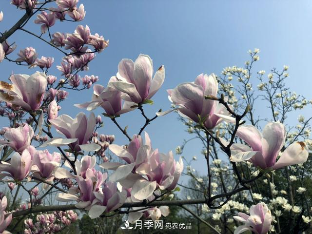 上海闵行有座公园 1357棵品种玉兰树惹人爱(图4)