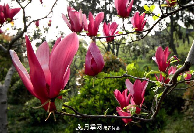 上海闵行有座公园 1357棵品种玉兰树惹人爱(图11)
