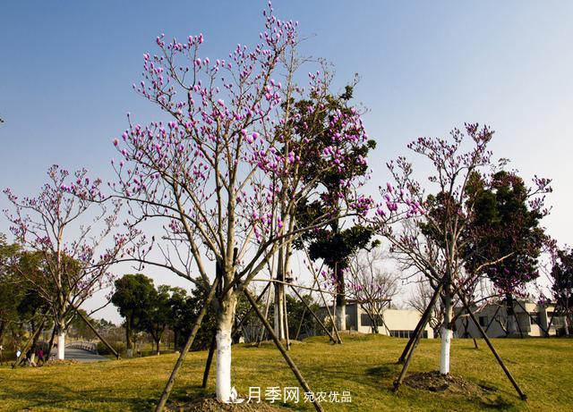上海闵行有座公园 1357棵品种玉兰树惹人爱(图9)