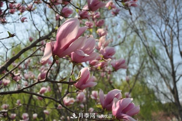 上海闵行有座公园 1357棵品种玉兰树惹人爱(图10)