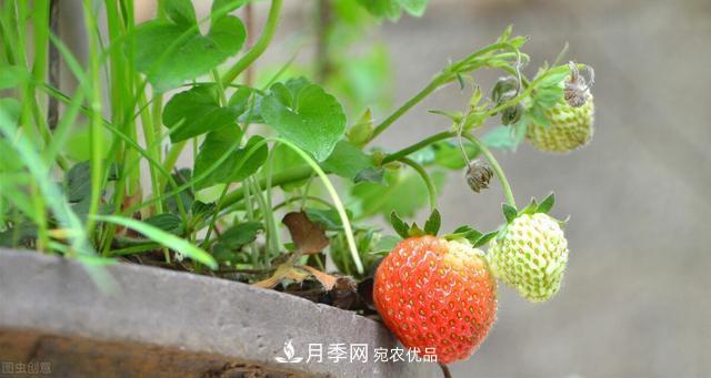 上海发布《窗阳台绿化推荐植物名录》，月季花在列，好不好养来看看(图4)