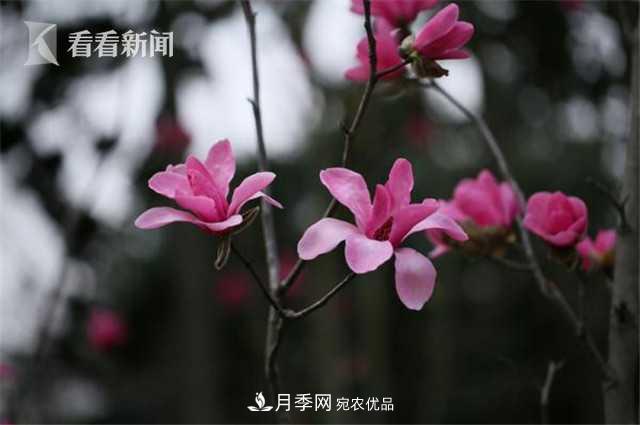 上海植物园首现最红最纯的玉兰新品种(图2)