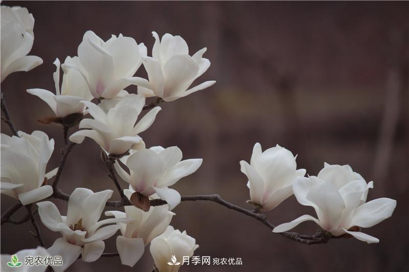 中国玉兰之乡，南阳白玉兰花开洁白如玉(图2)