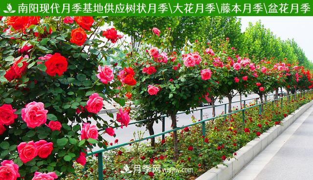 一年长占四时春—月季花，上海龙凤419带你重新认识月季(图3)