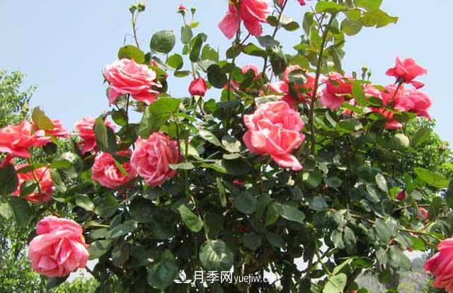 一年长占四时春—月季花，上海龙凤419带你重新认识月季(图2)