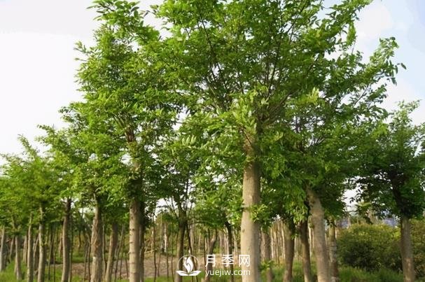 绿化苗木品种介绍：朴树(图1)