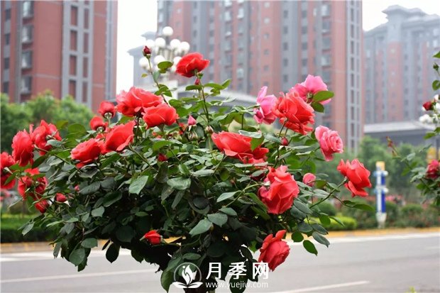 南阳月季让江苏城区园林绿化多点美景(图1)