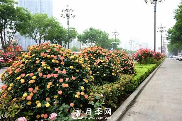 南阳月季让江苏城区园林绿化多点美景(图2)