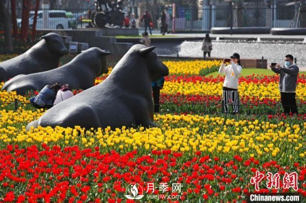 上海：民众户外赏花郁金香感受生活(图1)