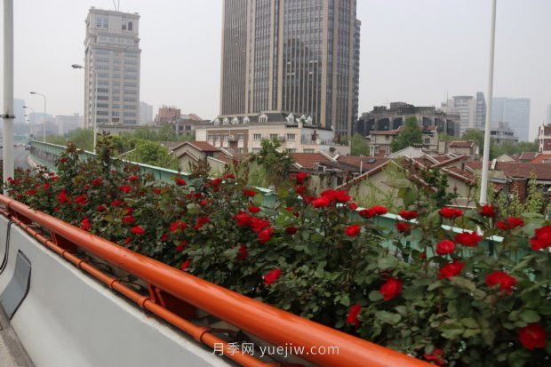 上海打造百条花道，属于月季的最美赏花季来了(图4)
