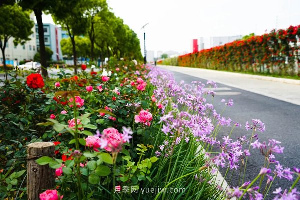 百个景点、百条花道、百里花带……未来几月，上海繁花似锦(图7)