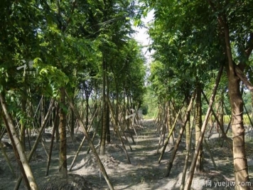 朴树种植和养护的四大注意事项
