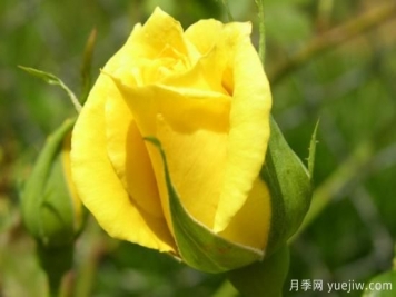 黄玫瑰有哪些花语