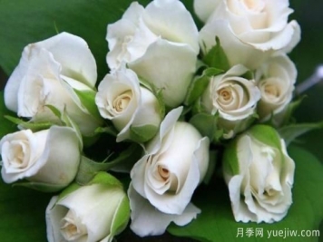 白玫瑰有哪些花语