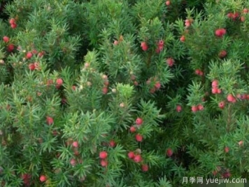 红豆杉的扦插繁殖和播种繁殖，病虫防治