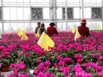 扬州高邮：每天发货30万株，花工厂绽放乡村振兴致富花
