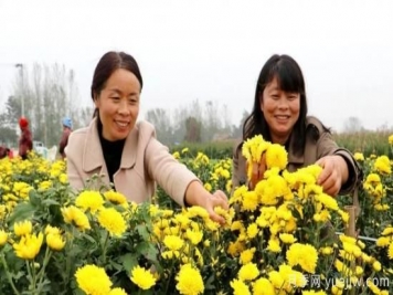 农民种植菊花，既能欣赏也能致富发家