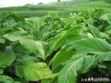 方城柳河：推进烟叶种植，致力乡村发展