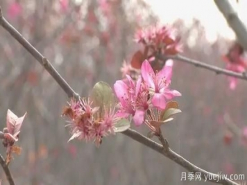 菏泽成武：千亩海棠反季节开花，逆袭深秋成一景