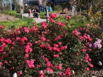 上海植物园内部分月季释放冬季魅力，观赏区还在不断优化中