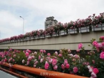 上海城市高架变“花路”，这些月季进入盛花期啦!