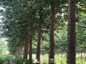 河南周口：培育出不飞絮的杨树新品种