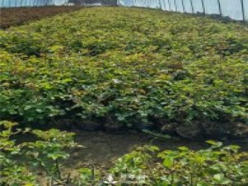 各类盆栽月季上市，南阳杯苗基地全国批发中