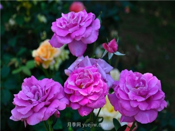 南昌滨江月季园，带你去看天下风流的江西月季花