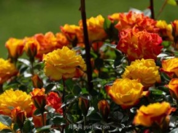 安阳市滑县森林公园月季花开放，赏花打卡正当时