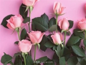 从1-9394朵玫瑰花语加图片，送花原来这么多讲究!
