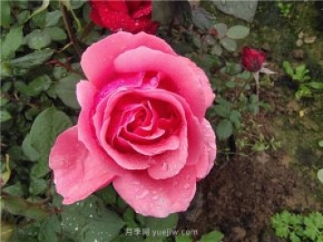 晚春唐诗玫瑰6首：折得玫瑰花一朵，凭君簪向凤凰钗