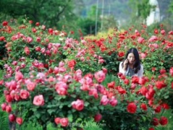 花卉旅游，“花为媒”带动“美丽经济”升级