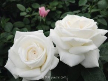 推荐9大白色系月季品种，纯净洁白的花花世界
