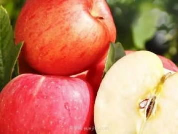 热门的23种苹果的品种产地及成熟时间知识