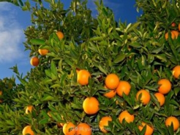 橘子树的养护技巧