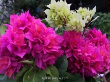 夏季养花要选对品种，推荐6种花卉适合高温