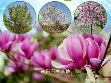 南阳玉兰基地：紫玉兰的园林用途和功效作用