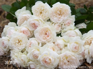 11朵白玫瑰的含义和花语