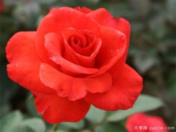 卡罗拉玫瑰花语和寓意