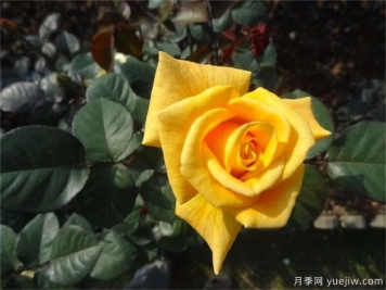 黄玫瑰代表什么意思？黄玫瑰寓意？黄玫瑰的花