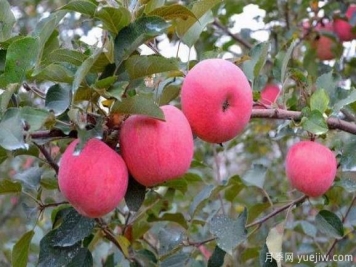 种植苹果树赚钱吗