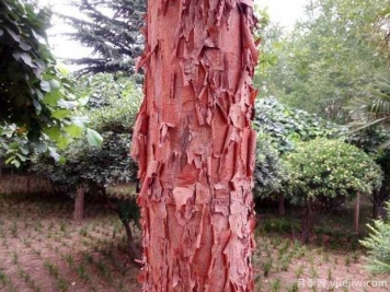 血皮槭的图片特点和种植养护