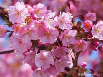 园林绿化中常见的樱花品种主要有哪些？
