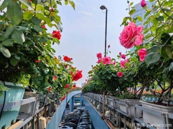 1.2万株月季盛开，南昌八一桥景观花廊拥抱春景